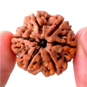 6 mukhi rudraksha