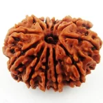 Fourteen Mukhi Rudraksha