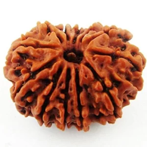 Fourteen Mukhi Rudraksha