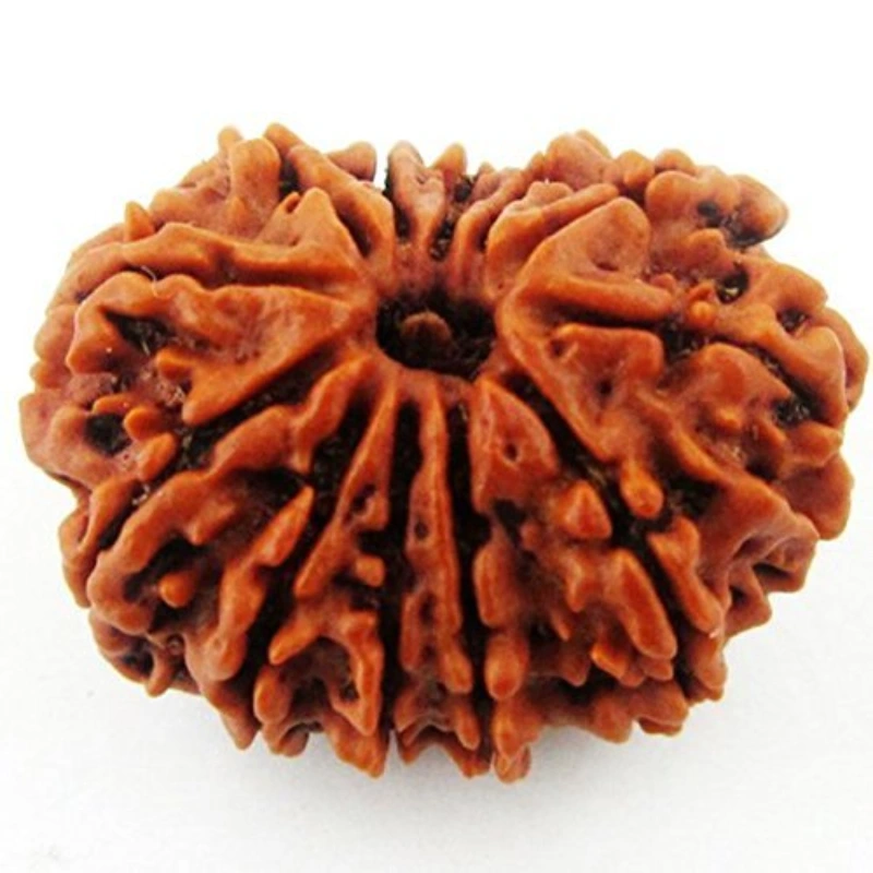 Fourteen Mukhi Rudraksha